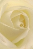 This intimate view of a creamy white rose draws you softly into its centre, as if you're nestled within its luminous petals under the quiet sky of Haringey. Each petal curls with deliberate grace, their surface a seamless blend of matte and silk, imparting a sensation of peace. Subtle shadows nestle between spirals, adding gentle depth that mirrors the shaded corners of nearby Highgate Woods. There is a calm radiance here; the interplay of light and cream creates a soft glow, evoking the hopeful hush of a new day in north London. For the seasoned florists at Flowers Haringey, such a bloom is the epitome of reverence-ideal for honouring memories, expressing sympathy, or sending admiration to loved ones from Wood Green to Green Lanes. The outermost petals, nearly translucent, conjure feelings of both vulnerability and wisdom. Inhaling its subdued sweetness, one imagines the flower quietly infusing a local sitting room with comfort and dignity. This rose is more than just a selection-it's a gesture rich with meaning, its meticulous spiral and delicate composition reflecting the care that goes into every thoughtfully arranged bouquet for Haringey's diverse community.